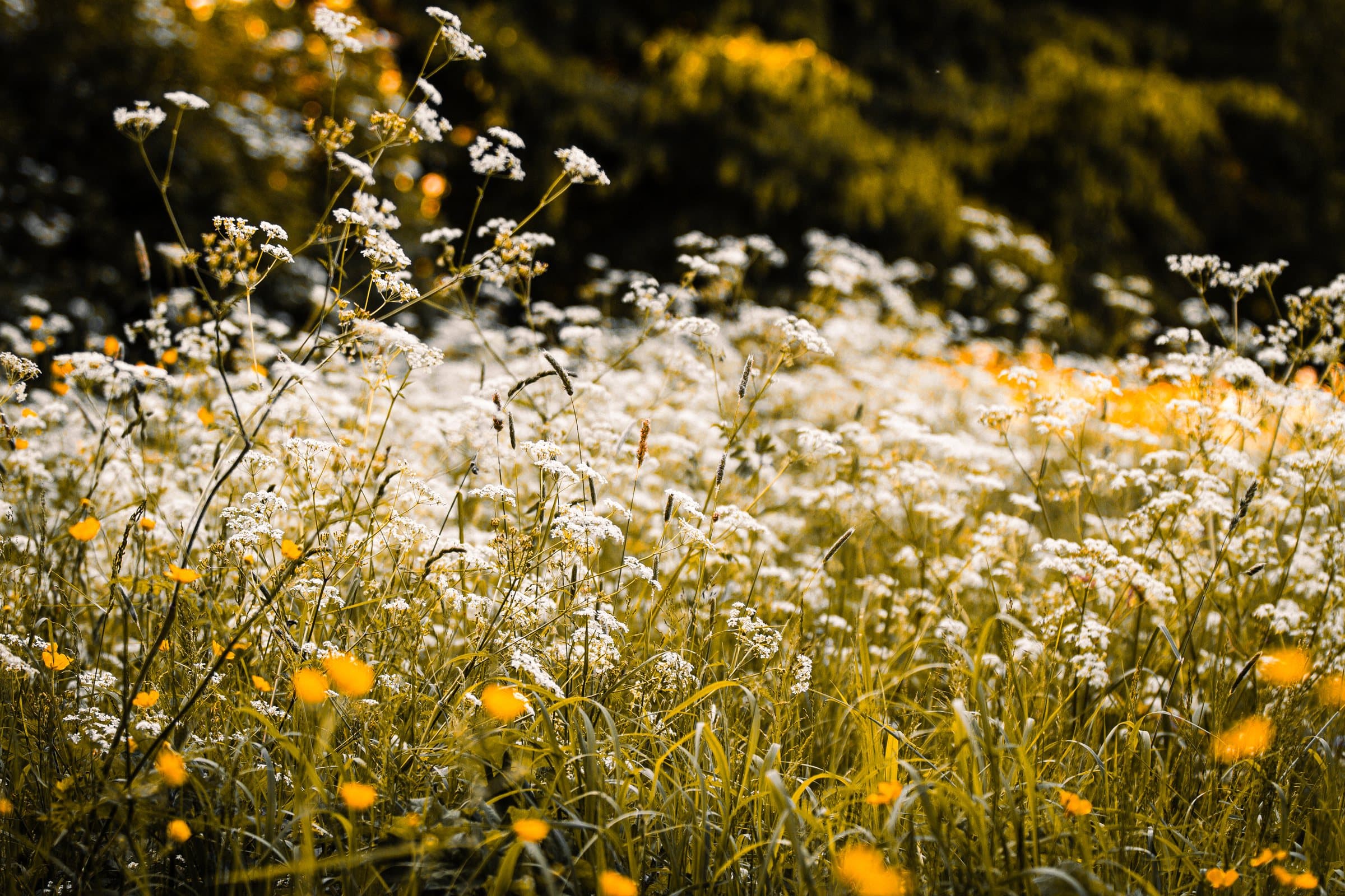 Nature field notes gallery image 3