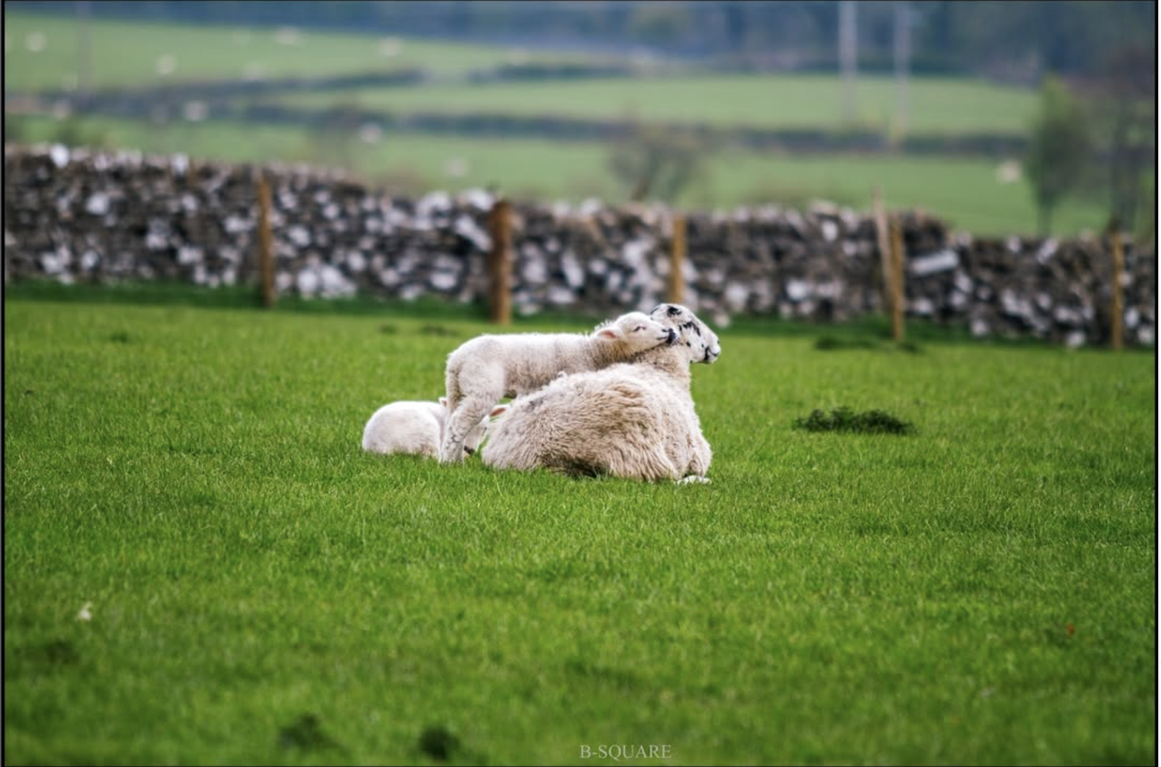 Lamb resting with sheep by B. Square