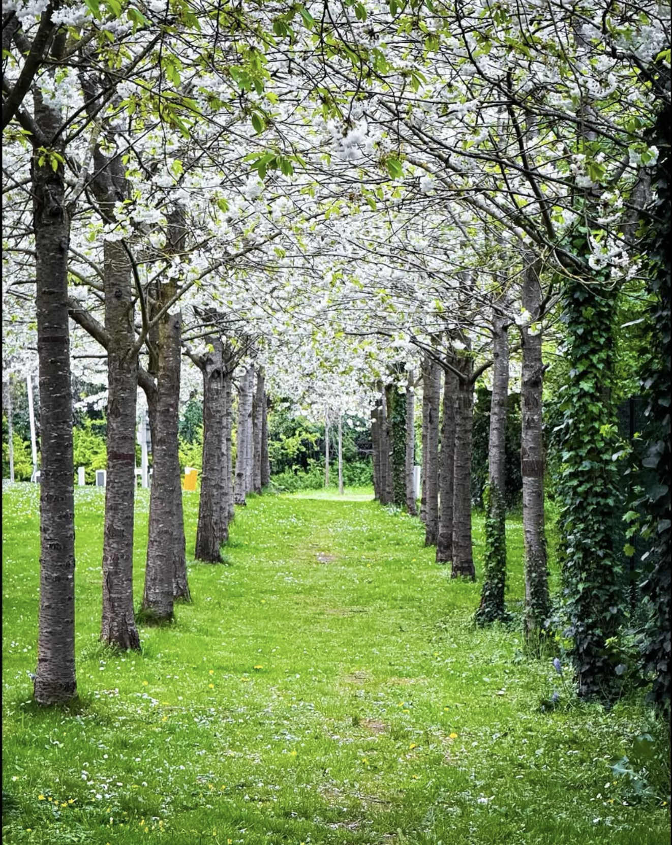 Tree-lined green path by B. Square